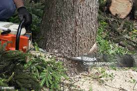 How Our Tree Care Process Works  in  Pablo, MT